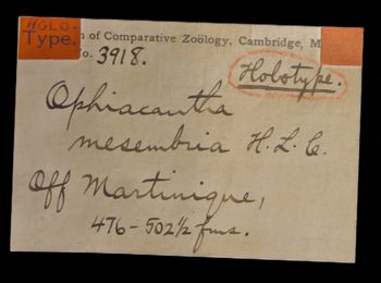 Media type: image;   Invertebrate Zoology OPH-3918 Description: Labels for this specimen included in the specimen tray.;  Aspect: labels